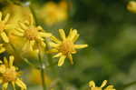 Small's ragwort